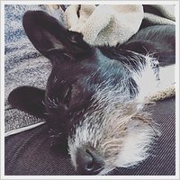 Success Story - Poppy Success Story - Poppy