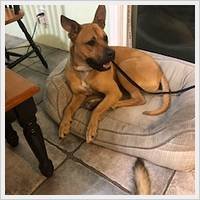 Ranger