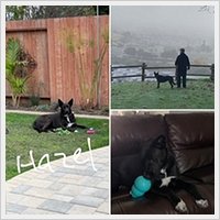 Hazel